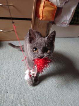 甘えっ子の人好き子猫さん♀＊エイズ(＋)