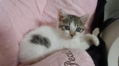 トライアル決定　おめめくりくり女の子