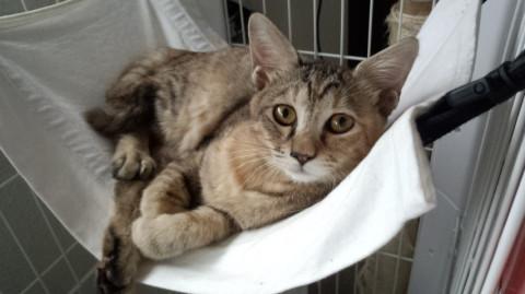 トライアル決定　キジサビ柄女の子