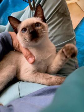シャム猫系エンディミオンシューマッハ