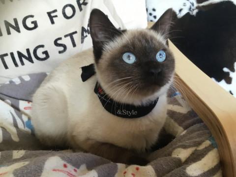 まるでシャム猫の様なお嬢様