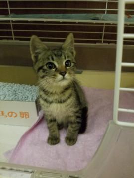可愛いキジトラの男の子