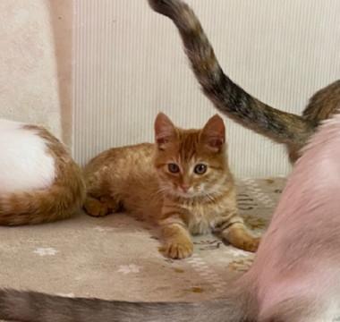 お転婆娘の茶トラ女の子です。