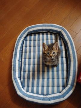 2ヶ月のキジくん