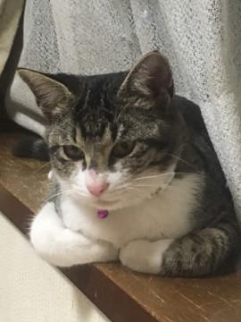 甘えん坊でふみふみ大好きオスのサバシロ！