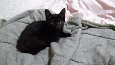 艶々神秘的な黒猫