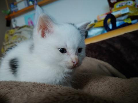 かわいい白黒