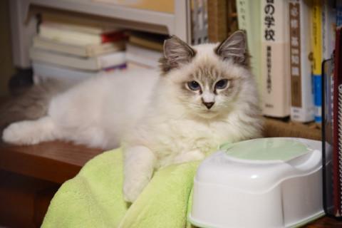 突然遺棄された可愛い男の子