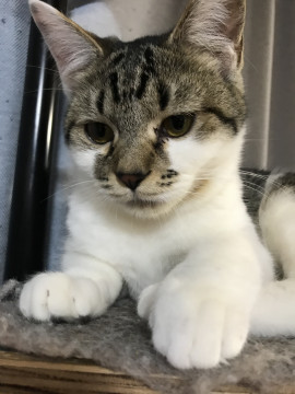 避妊済の渋い鳴き声サバねこちゃん