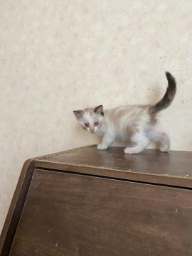 活発3兄弟です。