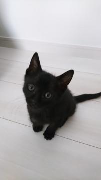 穏やかな性格の男の子