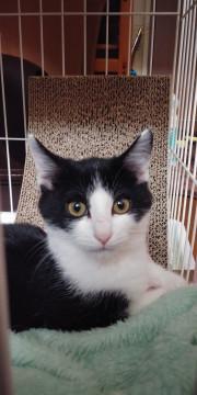 3ヵ月ハチワレ怖がりな男の子