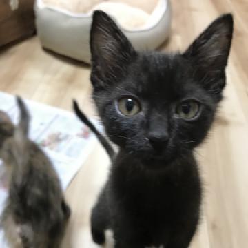 甘えん坊の黒ねこ★くまくん★