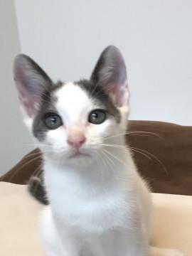 可愛い白とグレーの男の子(兄妹一緒希望)