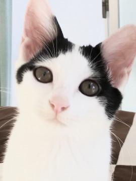 可愛い白黒の女の子(兄妹一緒希望)