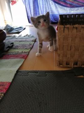 可愛らしい‼️子猫ちゃん。