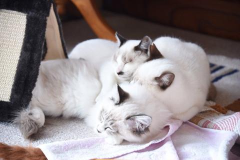 兄弟で遺棄された猫さん