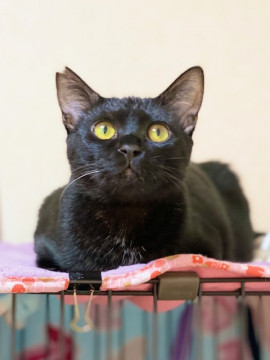 黒猫男子❤小顔だよ❤お留守番できます