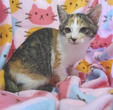 甘えん坊、たくさん遊んでね♪デュラちゃん