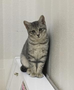 イケメンです！サバトラ君