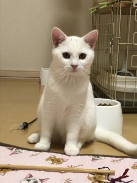 おでこに3点