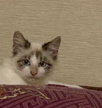 可愛いシャム風中毛ちゃん