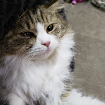 ふわふわ女の子