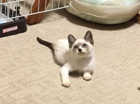 遺棄されていた可愛い子猫さん