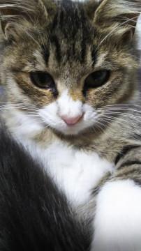 ふわふわな長毛