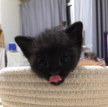 ちびっこ　くろちゃん　(*^^*)