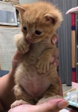 ちびっこ　ちゃとらちゃん　(*^^*)