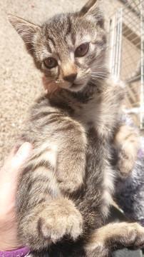 《保護猫四兄妹D》こげ茶トラ　女の子短毛