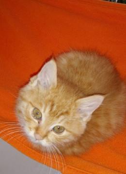 長毛種MIX茶トラ