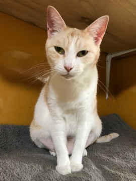 可愛い茶白の　アネッタちゃん