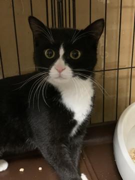 タキシードソックスの　女の子★彡