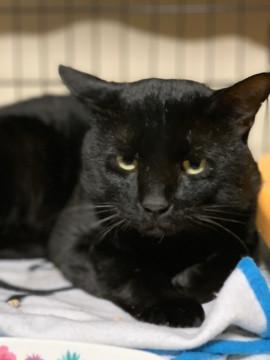 おおきな　黒猫ちゃん　(￣∇￣)