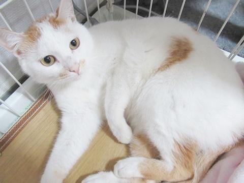 ふっくら可愛い兄妹(次男)★そら