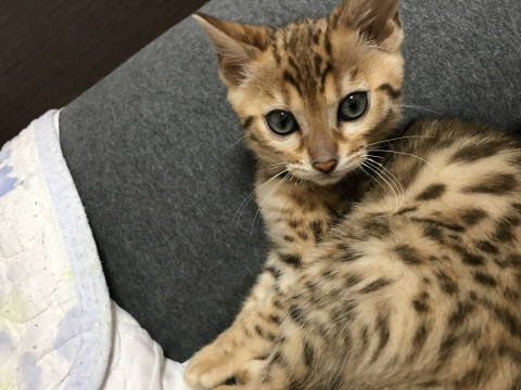 血統書付き ベンガル