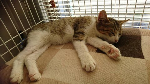 キジ白の男の子