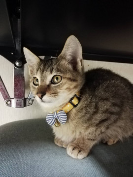 キジとらの男の子