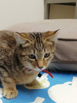 キジとらの男の子