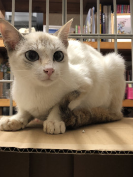 ツンデレのデレの方がもう少し