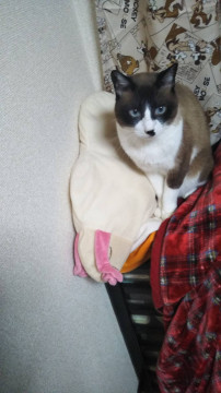 シャム猫「シャー」ちゃん里親募集