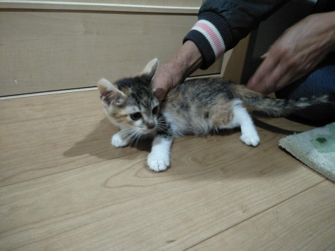 ♡キュートな三毛ちゃん♡