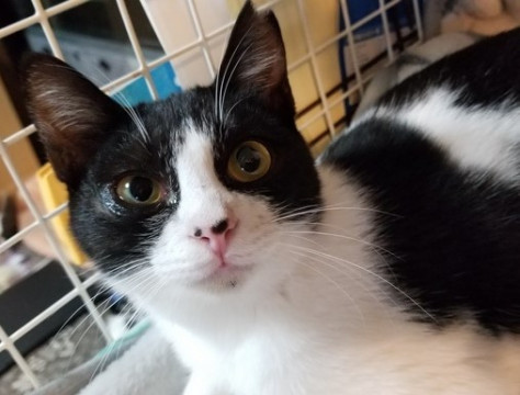 はちわれ美人♥でつこ