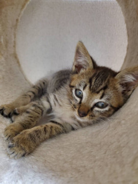 甘えん坊の可愛い バロンくん です。