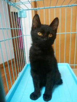 短いしっぽが可愛い、人懐っこい性格です