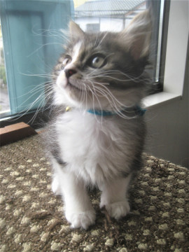 もこもこ　長毛男の子