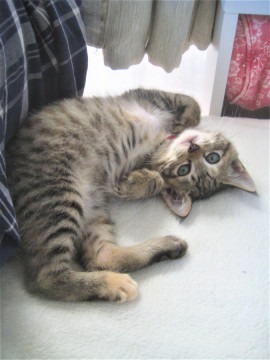 可愛いキジトラ　女の子