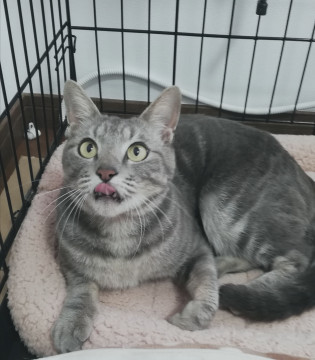 人恋し、ブルータビーくん一歳半